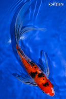 9.5" SANKE BUTTERFLY