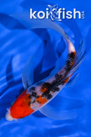 7" SANKE BUTTERFLY