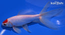 6.75" TANCHO WATONAI GOLDFISH