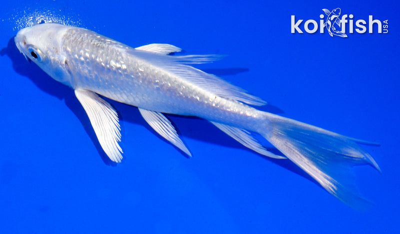 4.5" GINRIN PLATINUM OGON BUTTERFLY
