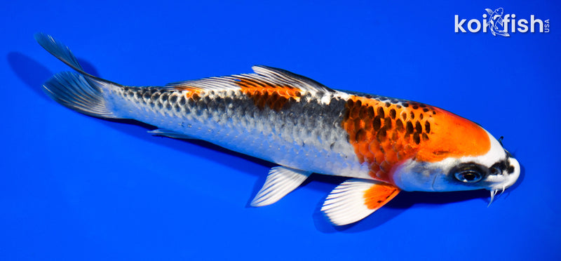 7.75" KUJAKU