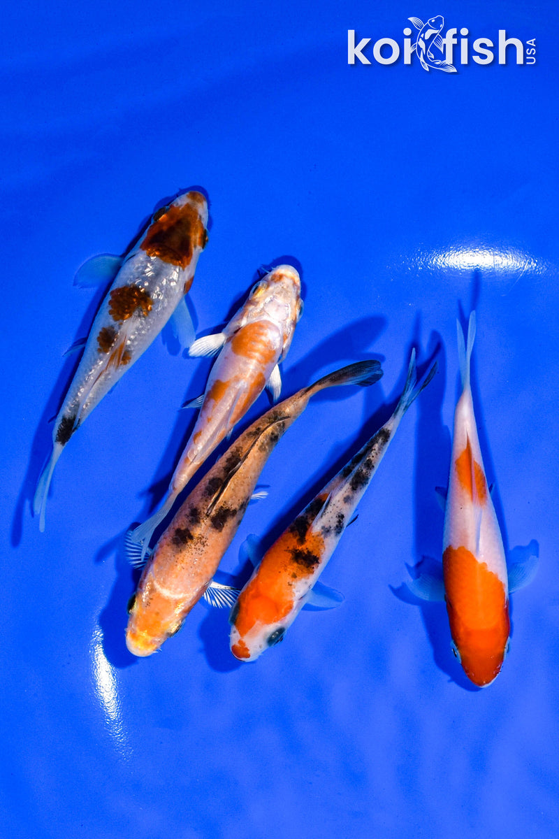 PACK OF (5) 3.25"- 4" STANDARD KOI