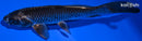 6.75" GINGA