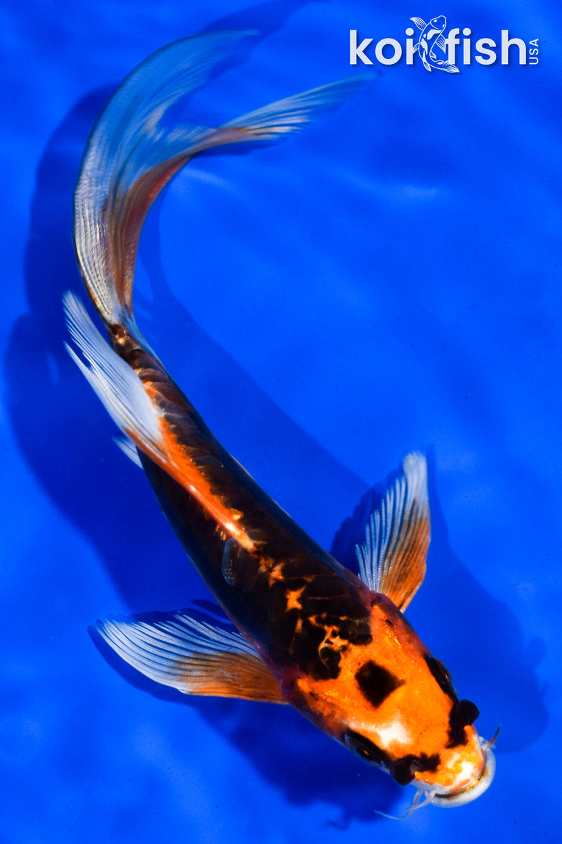 6" BENI KIKOKURYU BUTTERFLY