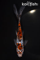 7" SHUBUNKIN GOLDFISH