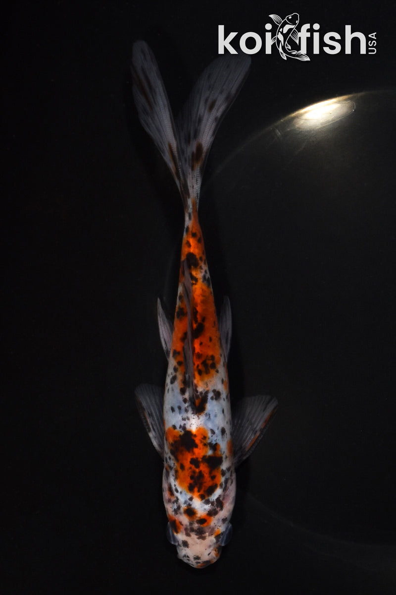 7" SHUBUNKIN GOLDFISH