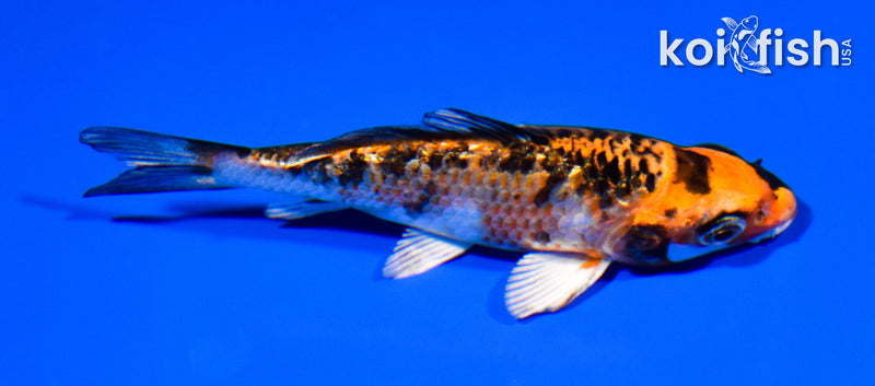 3.75" GINRIN YAMATO NISHIKI