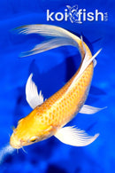 6.5" YAMABUKI OGON BUTTERFLY