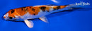5.5" YAMATO NISHIKI