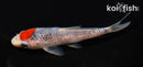 4.75" TANCHO GOSHIKI