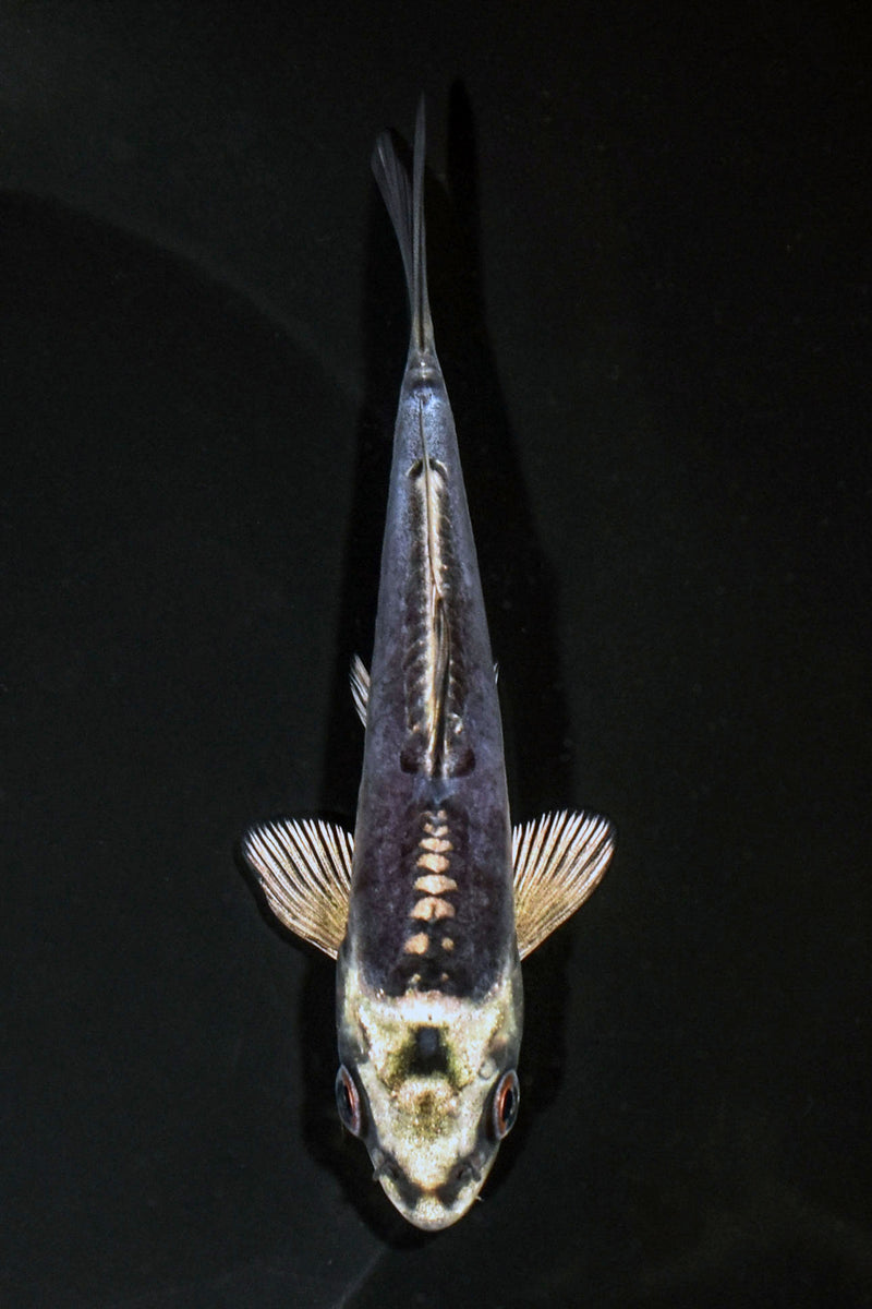 5" KIKOKURYU