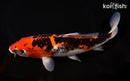 8.75" GOSHIKI