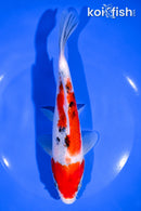 8" SANKE