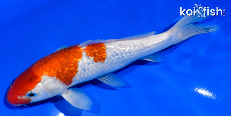 6.5" GINRIN KOHAKU