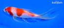5.75" KOHAKU BUTTERFLY