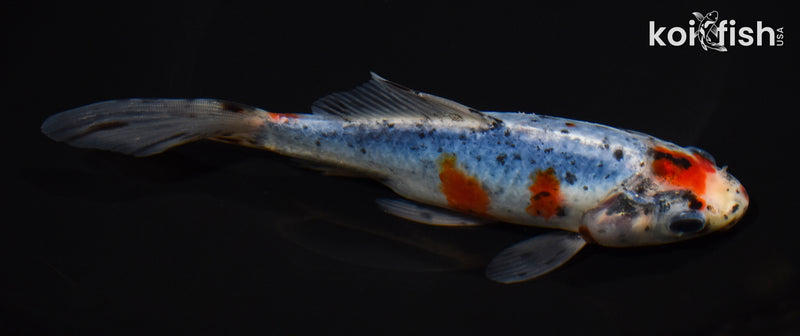 6.75" SHUBUNKIN GOLDFISH