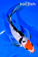 8.75" KUCHIBENI SANKE BUTTERFLY