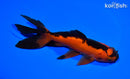 6.25" WATONAI GOLDFISH