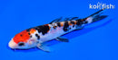 6.25" DOITSU SANKE