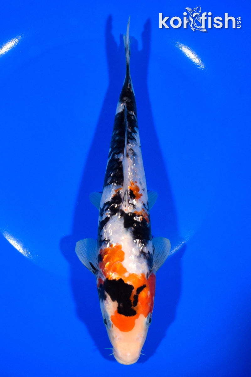 8" GINRIN SHOWA