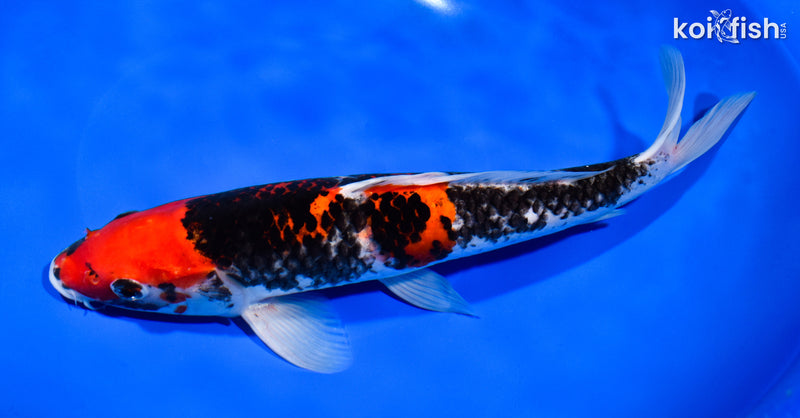 11.25" BENI MATSUKAWABAKE