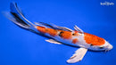 9" YAMATO NISHIKI BUTTERFLY