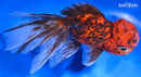 4.75" KIRIN ORANDA GOLDFISH