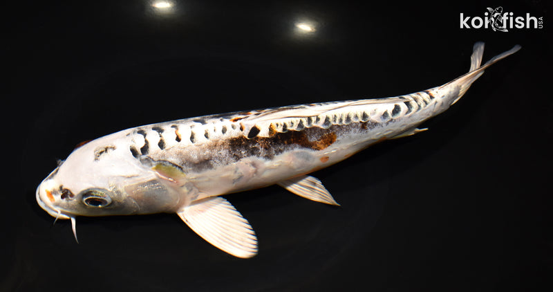 10.5" BENI KIKOKURYU