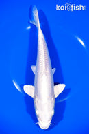 9" DOITSU PLATINUM OGON