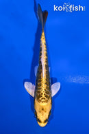 4.5" KIN KIKOKURYU