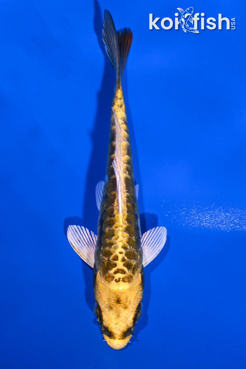 Black Koi Fish for Sale | Koi Fish USA – Page 7
