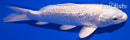 7.25" GINRIN PLATINUM OGON