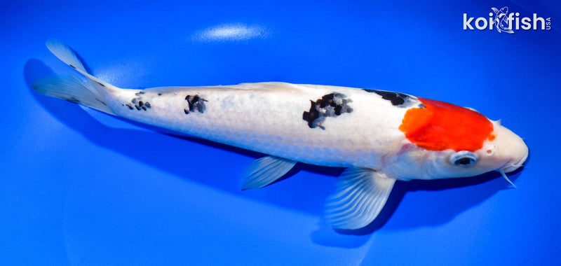 11.5" TANCHO SANKE