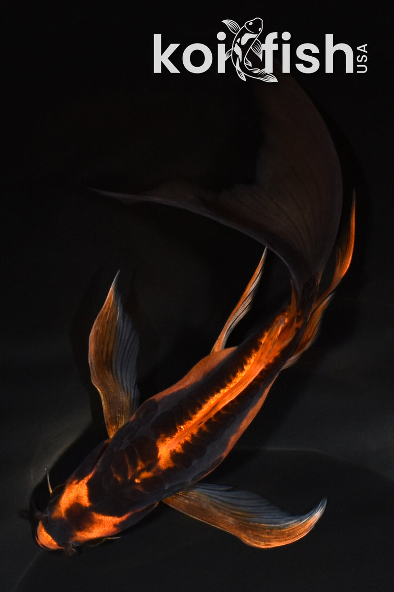7.75" ARAGOKE BENI KIKOKURYU BUTTERFLY