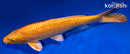 9.75" GINRIN YAMABUKI OGON