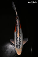 13.75" HI SHUSUI