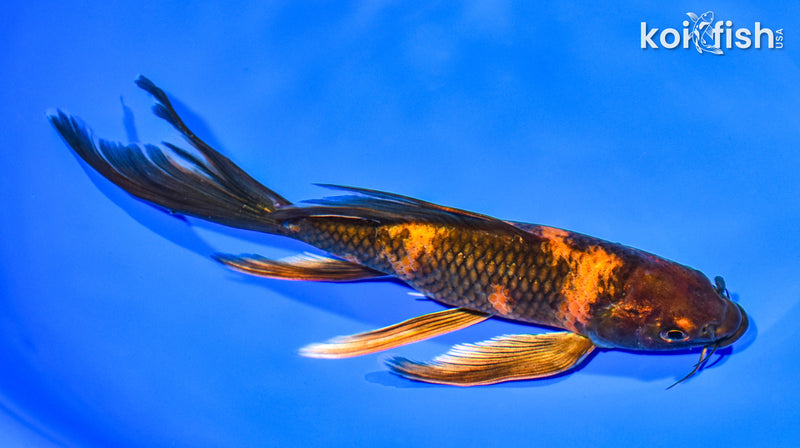 7.5" KIN HI UTSURI BUTTERFLY