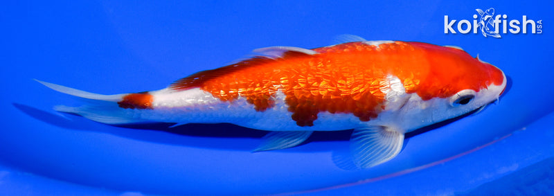 6.25" GINRIN KUCHIBENI SANKE