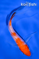4.5" KOHAKU BUTTERFLY