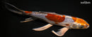 9.75" BENI KIKOKURYU BUTTERFLY