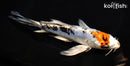 7" HEISEI NISHIKI BUTTERFLY