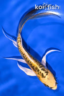 5.5" KIN KIKOKURYU BUTTERFLY