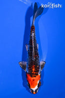 5.25" BENI KIKOKURYU