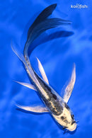 5.75" KIN KIKOKURYU BUTTERFLY