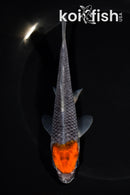 5.75" TANCHO GOSHIKI