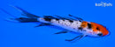4.25" SANKE BUTTERFLY
