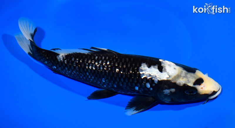 9.75" GINRIN MATSUKAWABAKE