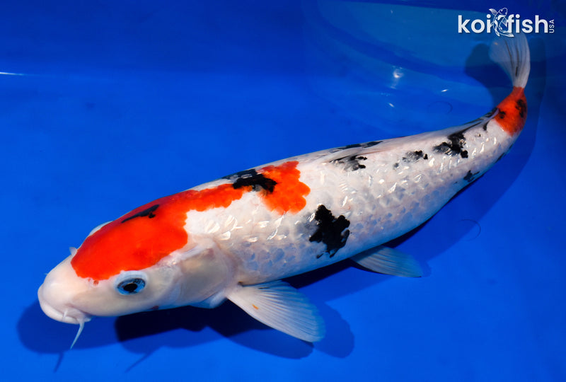 14.75" GINRIN SANKE