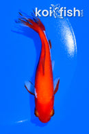 5" WAKIN GOLDFISH
