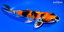 11.25" KIN SHOWA
